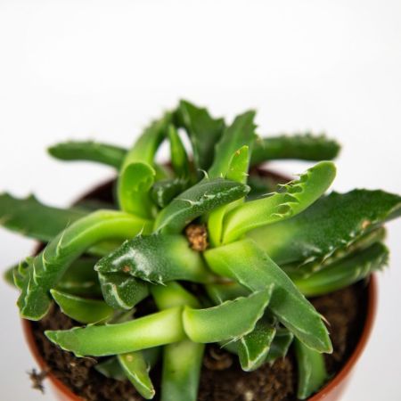 Суккулент Faucaria Tigrina 15/8 (Н)