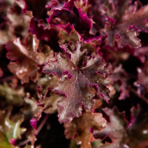 Гейхера микс Heuchera mix р17