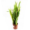 Сансевиерия трёхполосная Sansevieria laurentii 90/24 (Н)