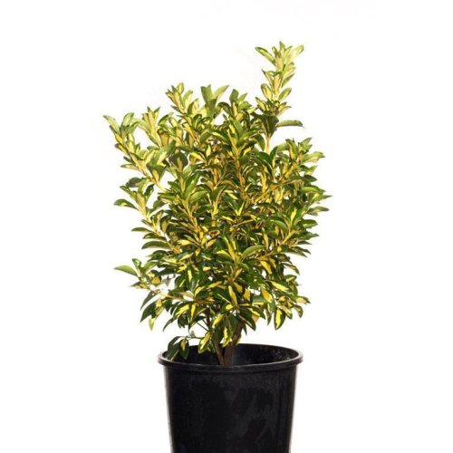 Бересклет японский Compactus с3 Euonymus japonicus