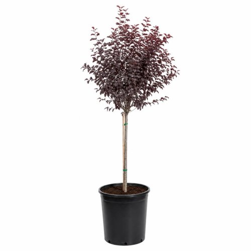 Слива растопыренная Pissardii Nigra штамб 6/8 с25 250+ Prunus Pissardii Nigra Alto fusto (И)
