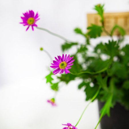 Рассада Брахикома Brachyscome р10,5