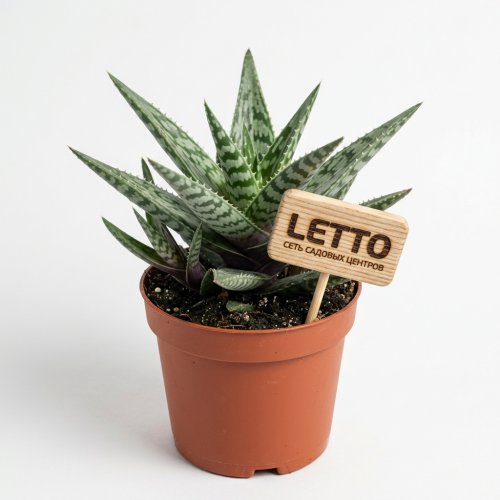 Алоэ Зебрина Денниз Aloe Zebrina Dannyz 18/10,5 (Н)