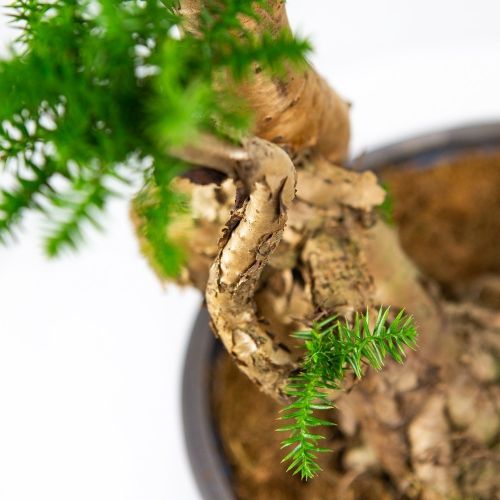 Бонсай Араукария Bonsai Araucaria Cunninghamii 65/23 (Н)