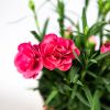 Гвоздика Sunflor р12