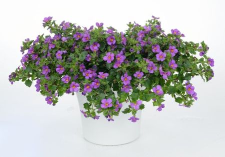 Рассада Бакопа ампельная 1 шт (горшок) /10,5 — купить в интернет ...