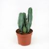 Кактус микс Cactus mix 10/7 (Н)