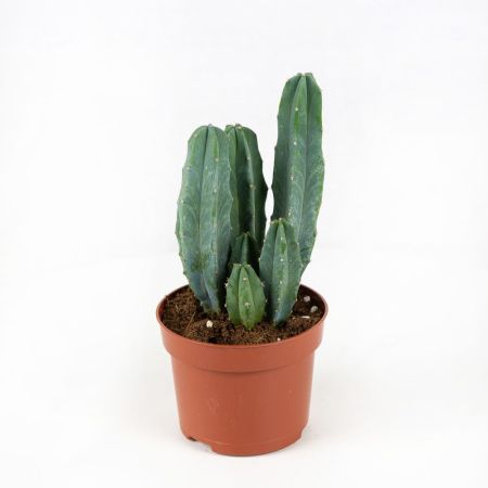 Кактус микс Cactus mix 10/7 (Н)