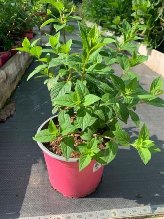 Гортензия метельчатая Ванилла Фрайз Hydrangea paniculata Vanille Fraise 3л (П)