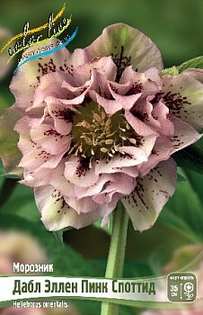 Морозник Дабл Эллен Пинк Споттид Heleborus Double Ellen Pink Spotted I 1шт, капер, Колорлайн