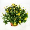 Хризантема микс Chrysanthemum р15
