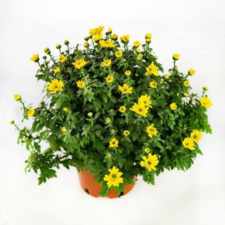 Хризантема микс Chrysanthemum р15