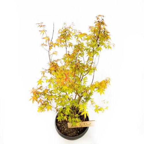 Клен дланевидный (японский, веерный) Чаша с30 60/80 Acer palmatum Katsura (И)