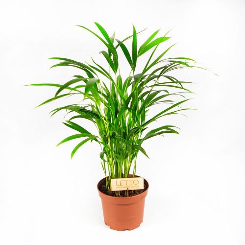 Дипсис желтоватый Dypsis lutescens 70/17 (Н)