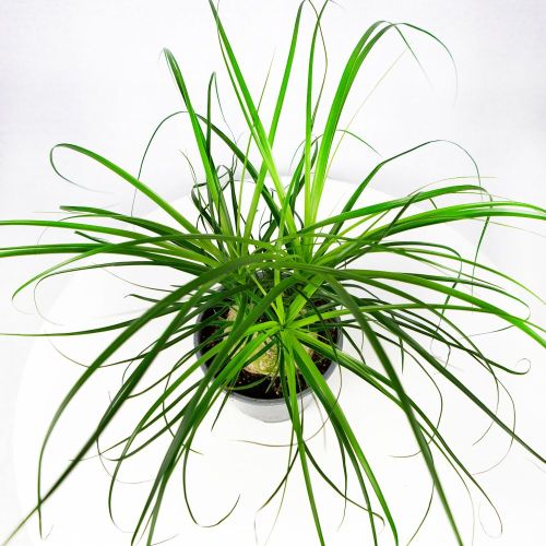 Бокарнея шар Beaucarnea bol 45/14 (Н)