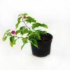 Бугенвиллия Bougainvillea р13