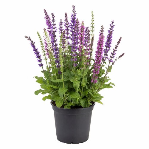 Шалфей дубравный микс Salvia nemorosa mix р17