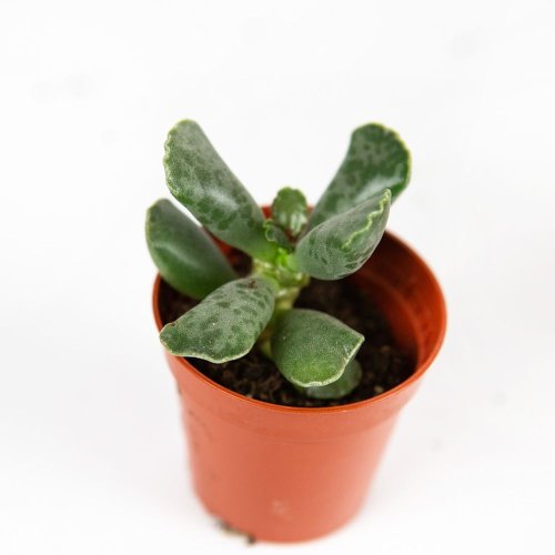 Литопс микс Lithops mix 7/5,5