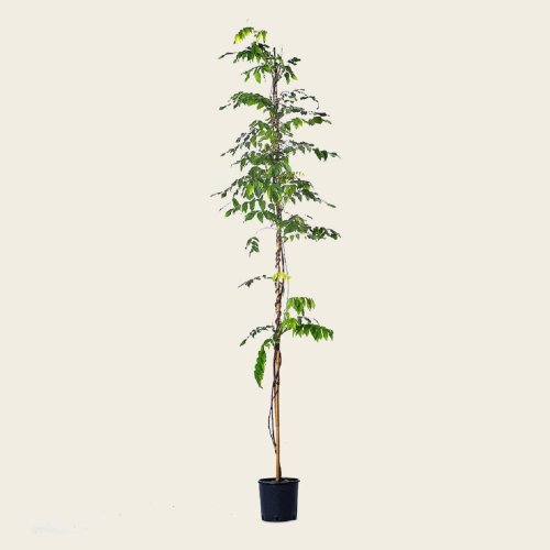Глициния короткокистистая SHIRO KAPITAN FUJI с10 175/200 Wisteria brachybotrys (И)
