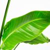 Стрелиция Августа Strelitzia augusta 160/27 (Н)