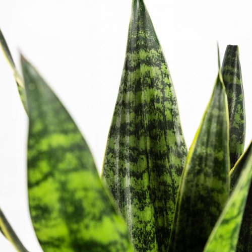 Сансевиерия Голден Эйдж Sansevieria Golden Edge 65/21 (Н)