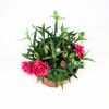 Гвоздика Sunflor р12