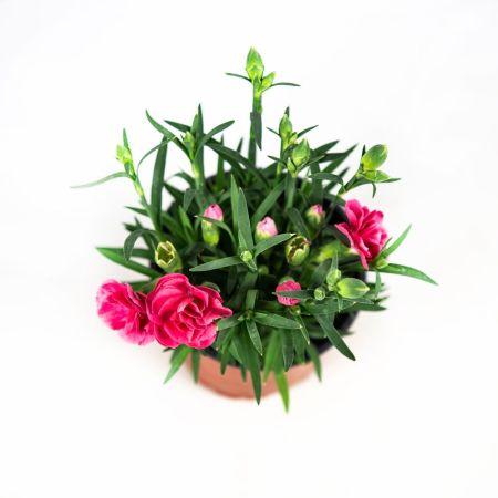 Гвоздика Sunflor р12