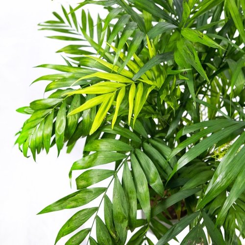 Хамедорея изящная Chamaedorea elegans 100/23 (Н)