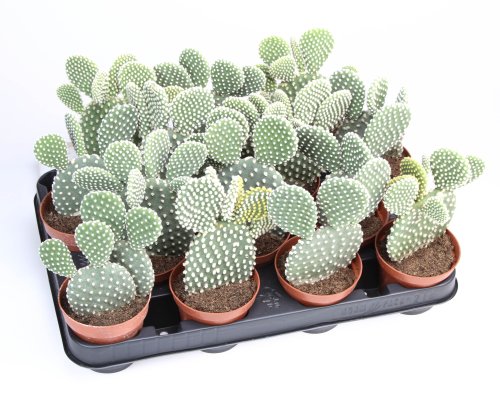 Опунция микс Opuntia mix 17/8,5 (Н)