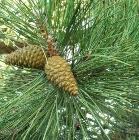 Сосна крымская 175/200 Pinus nigra subsp. pallasiana (К)