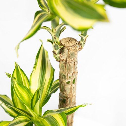 Драцена Голден кинг Dracaena Gold King 75/17 (Н)