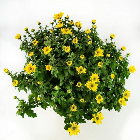 Хризантема микс Chrysanthemum р15