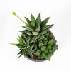 Суккулент ТРИО микс Succulenten trio mix р10,5