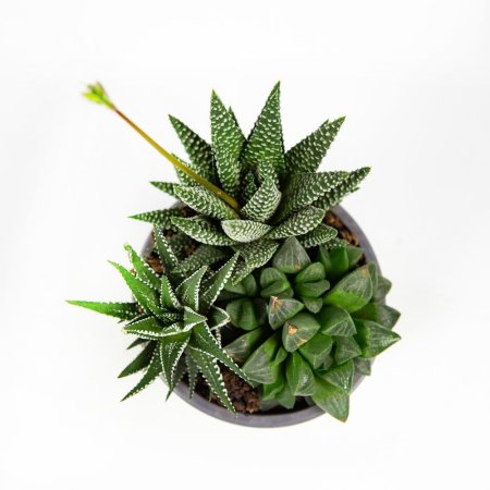 Суккулент ТРИО микс Succulenten trio mix р10,5