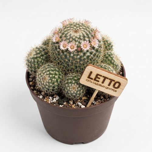 Кактус Маммилярия (Mammillaria)  
