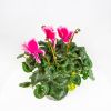 Цикламен персидский микс Cyclamen persicum mix р15