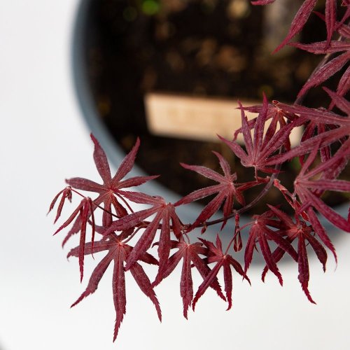Клен дланевидный (японский, веерный) Acer palmatum Bloodgood с15 100/120 (Н)