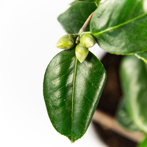 Камелия японская Camellia japonica в ассорт. 75/23 (Н)
