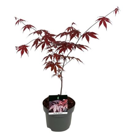 Клен дланевидный Бладгуд Acer palmatum Bloodgood 5л (Н)
