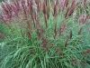 Мискантус китайский Фламинго Miscanthus sinensis Flamingo с3 (А)
