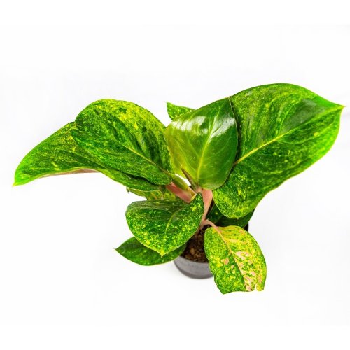 Аглаонема Эппл Грин Aglaonema Apple Green 35/12 (Н )