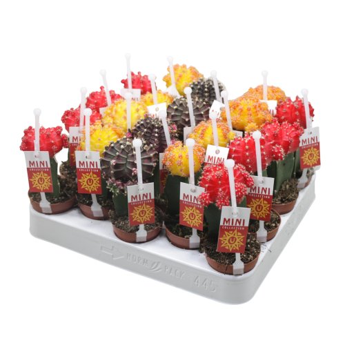 Гимнокалициум микс с держателем Gymnocalycium mix + Picker+etiket 15/5,5 (Н)