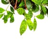 Эсхинантус Aeschynanthus Marmoratus 10/12