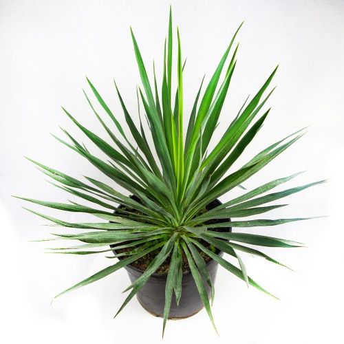 Юкка нитчатая Yucca filamentosa р20