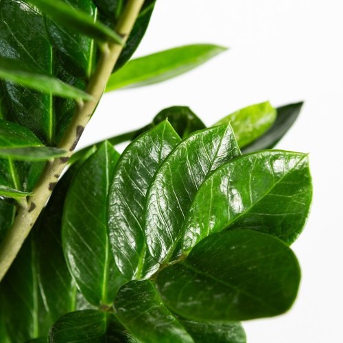 Замиокулькас замиелистный Zamioculcas zamiifolia 100/24