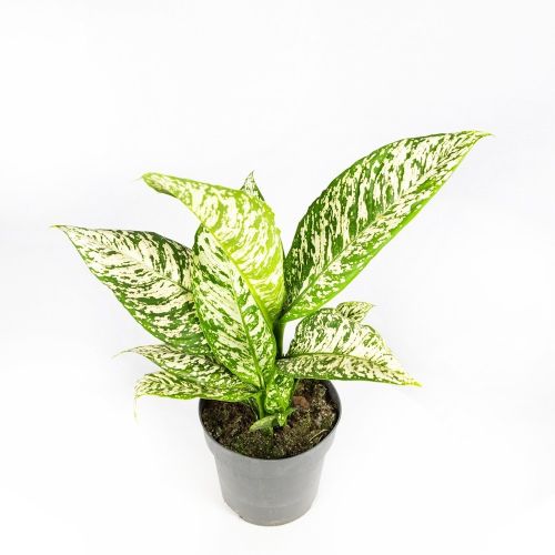 Диффенбахия Вайт Этна Dieffenbachia  White Etna 50/19 (Н)