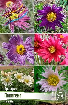 Прострел Папагено Pulsatilla vulgaris Papageno I 1шт, капер, Колорлайн