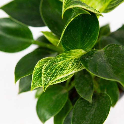 Филодендрон микс Philodendron mix р12