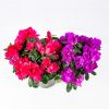 Азалия микс Azalea mix р13