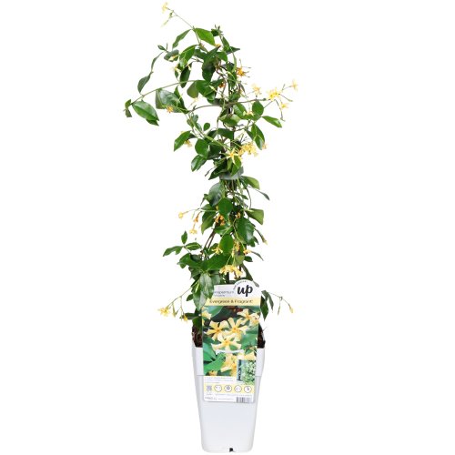 Трахелоспермум жасминовидный микс Trachelospermum jasminoides 65/15 (И)